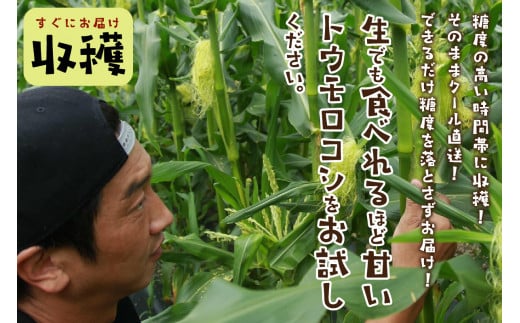 【先行予約】 生食も！高糖度！もぎたて！ フルーツトウモロコシ「ホワイトコーン」（2026年6月下旬～発送） DE00134