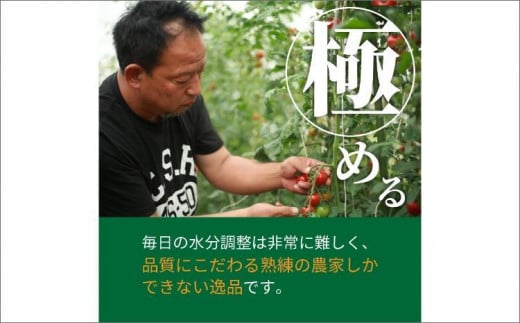 【先行予約】やりすぎトマト（4パック計約1kg）（夏季）（2026年6月上旬以降発送）　DE00160