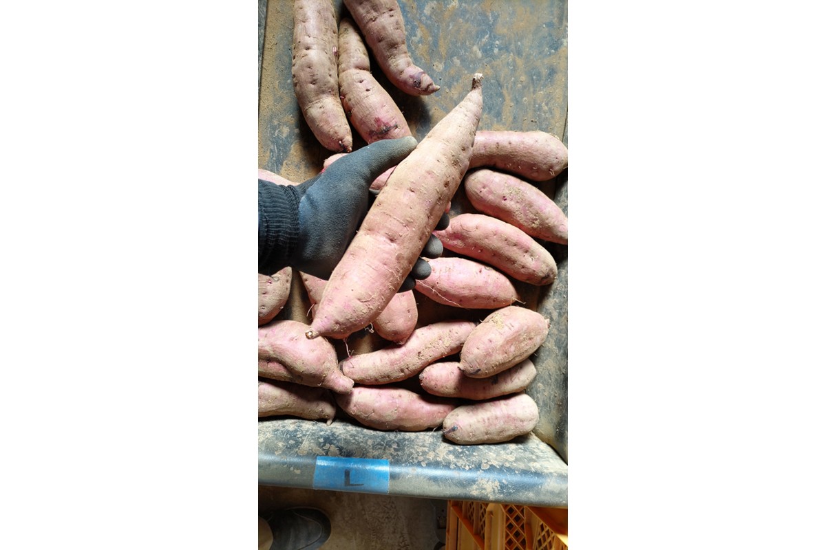 紅はるかの干し芋（京都産） 2袋入　国産 紅はるか 和菓子 さつまいも ほしいも ふるさと納税 干し芋　DJ00002