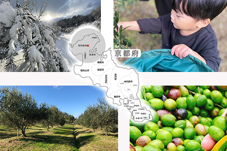 【京都府/オリーブオーナー】【スタンダード】令和5年度オリーブ樹のオーナーになれる　DZ00014