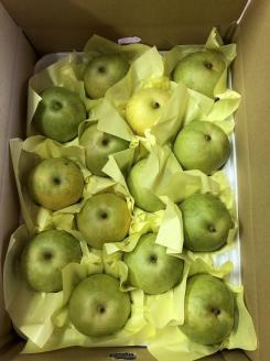 【先行予約／数量限定100】【訳あり】20世紀梨 優品 5kg（13～20玉入り）（2026年9月上旬～発送）　SF00039