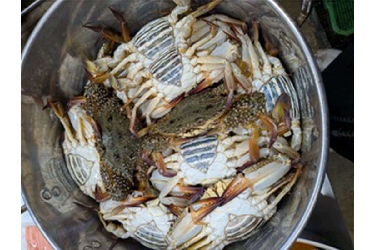 京都ケジャン ワタリガニ（久美浜産） 1kgUP 3杯入り　EK00011