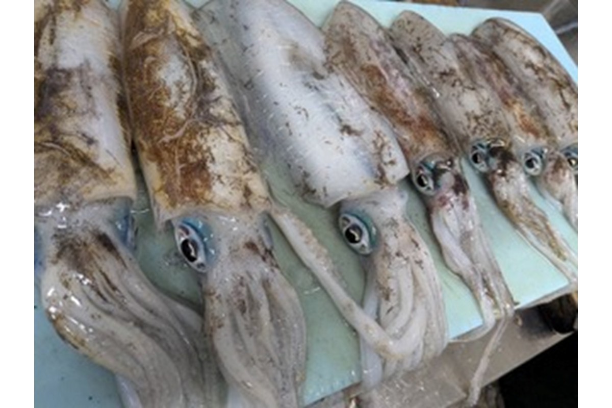 京都・久美浜産 アオリイカの姿造り　EK00012