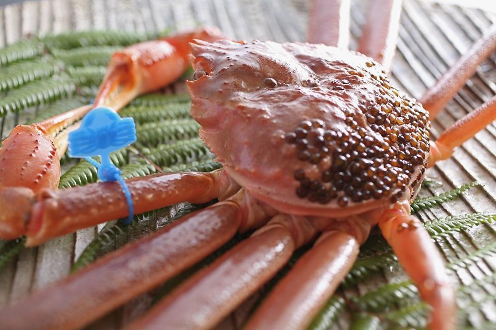 【厳選！！タグ付きブランド】　茹で松葉かに（中）　鮮度抜群、浜茹でにてお届け！！ 600g級×2杯　YK00437