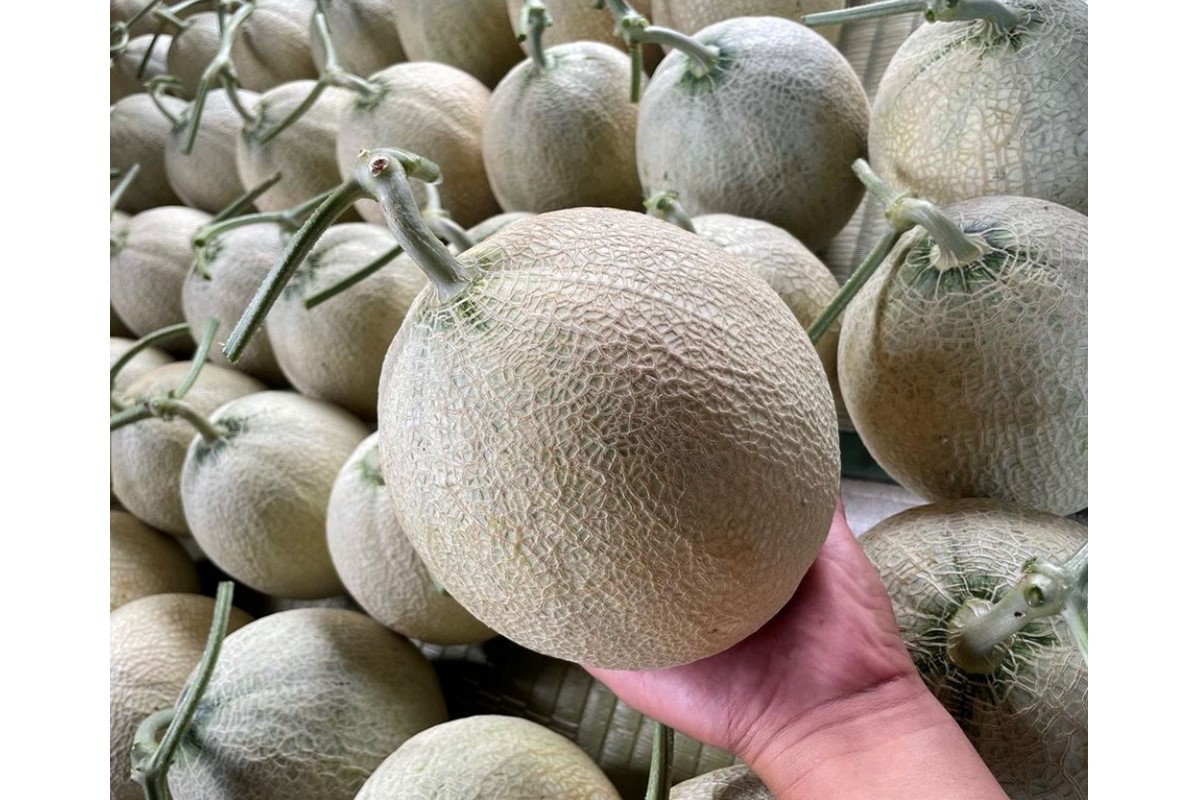 【先行予約／数量限定15】新芳露メロン1玉(2026年7月中旬～発送)　FK00012