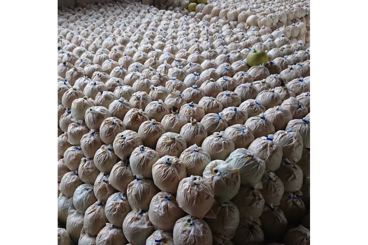 【先行予約／数量限定100】廿世紀梨　5kg（2026年9月上旬～発送）　FK00014