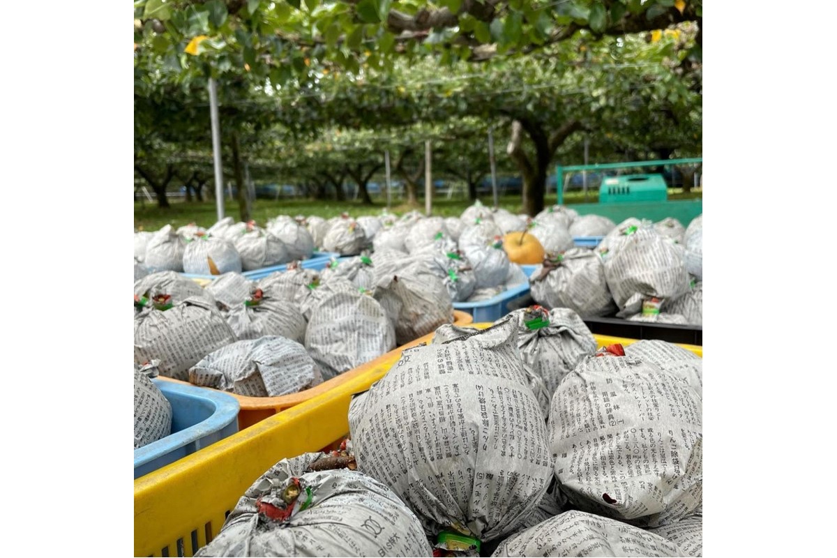 【先行予約／数量限定100】新興梨　5kg（2026年10月中旬～発送）　FK00024