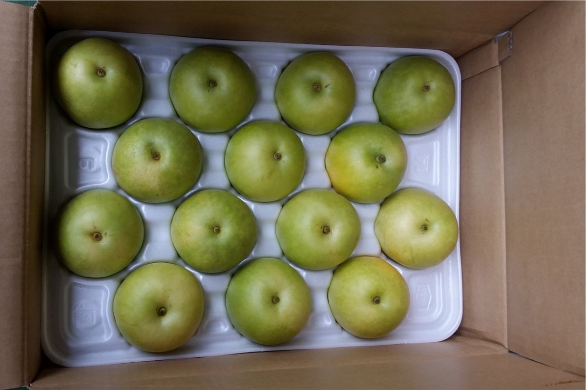 【先行予約／数量限定100】京丹後産 二十世紀梨 大玉 5kg（14～18玉入り）（2026年9月上旬～発送）　HF00009