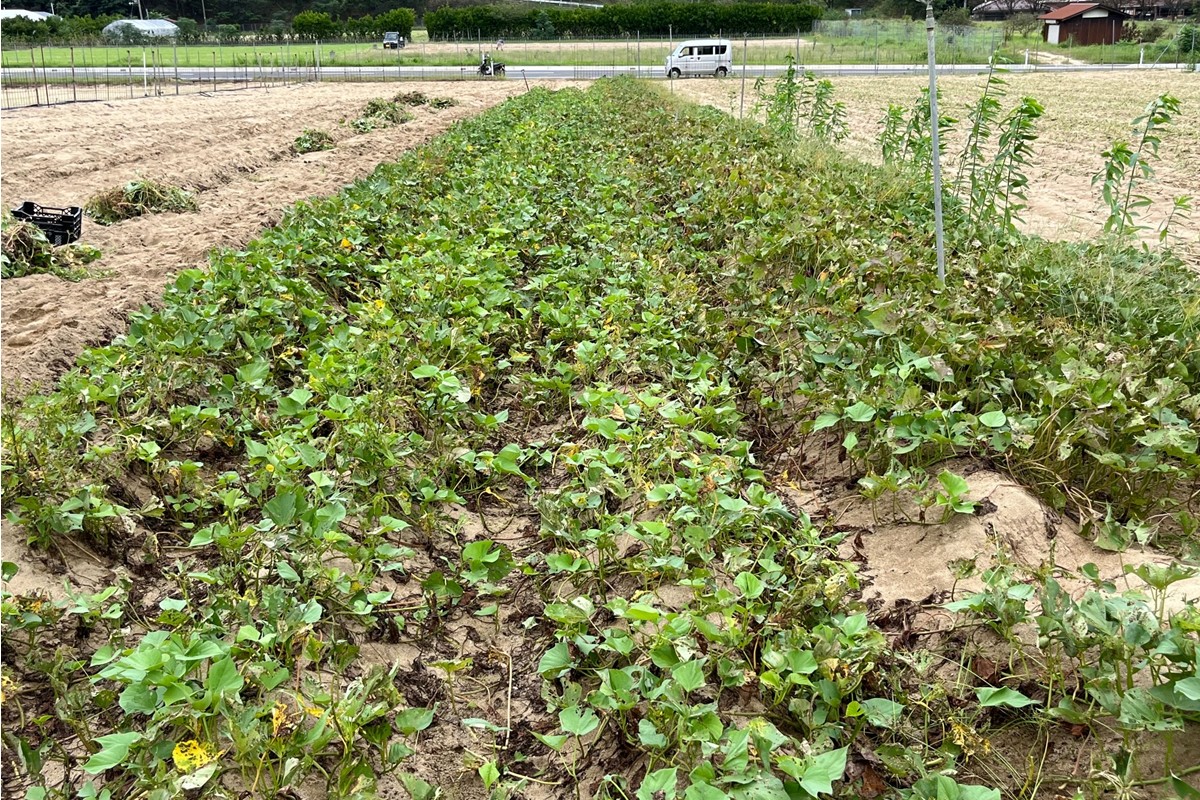 【先行予約／数量限定】京丹後産 土付き 紅はるか（さつまいも） 5kg（2026年11月上旬～発送）　HF00014