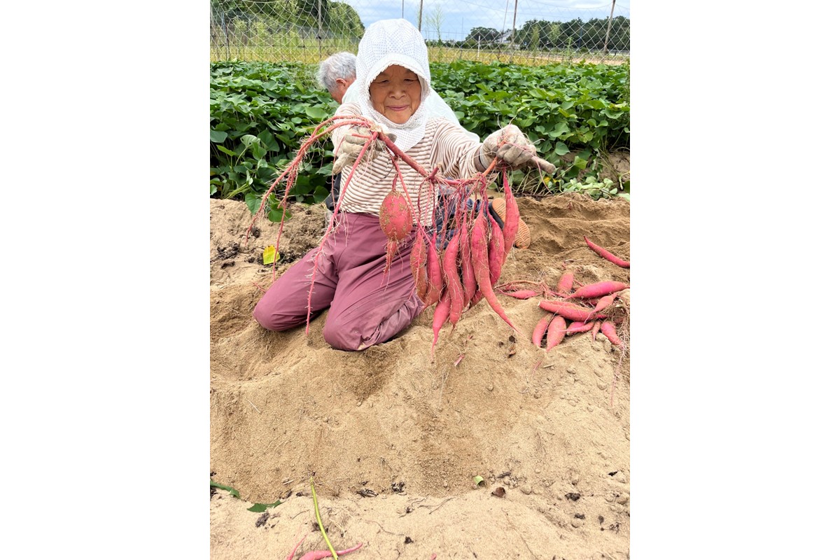 【先行予約／数量限定】訳あり 京丹後産 土付き 紅はるか（さつまいも） 5kg（2026年11月上旬～発送） ご家庭用（優品・無洗・無洗別・特大込み）　HF00015