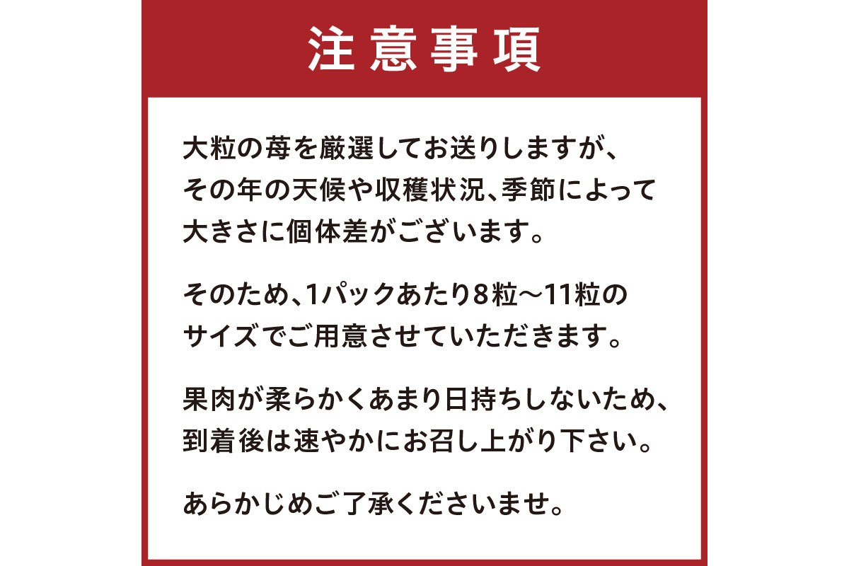 【京丹後産いちご章姫】農園直送便！新鮮大粒いちご 2パック ギフト箱入り／北畿水産　HK00159
