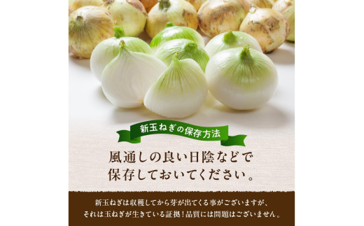 【訳あり】新たまねぎ　JA00063
