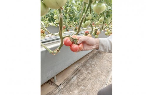 【先行予約】京丹後産・京トマト 4kg（12～24玉） 春夏発送（2026年5月中旬～発送）　JK00034