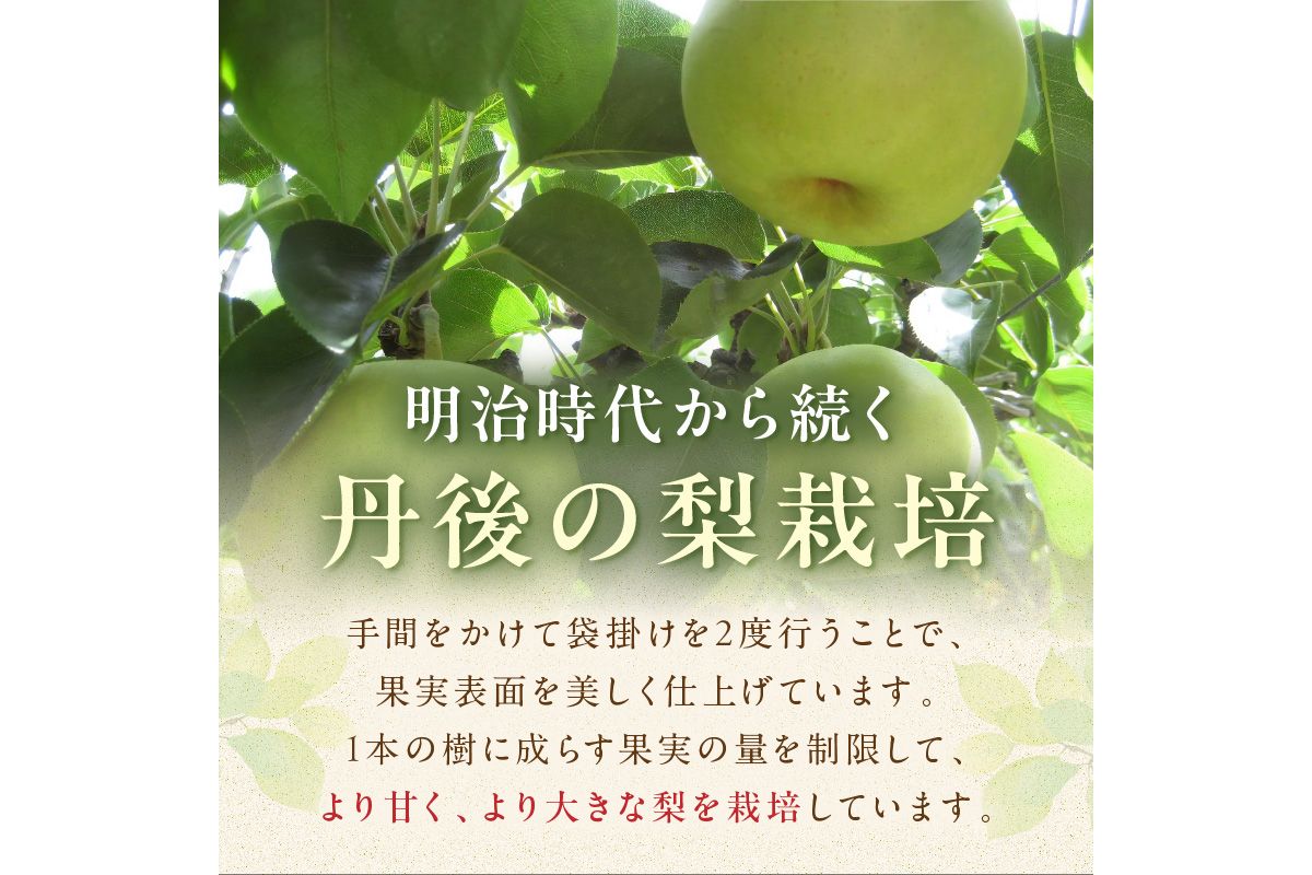 【先行予約／数量限定100】京のブランド産品・京たんご梨（20世紀梨） 5kg（2026年9月上旬～発送）　JK00036