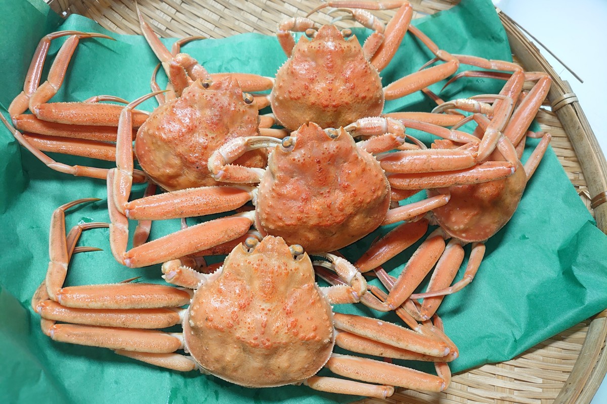 間人漁港仲買人の丸友鮮魚三代目・自慢の間人産セコガニ≪茹で≫5匹セット（1匹170g以上）　MG00003