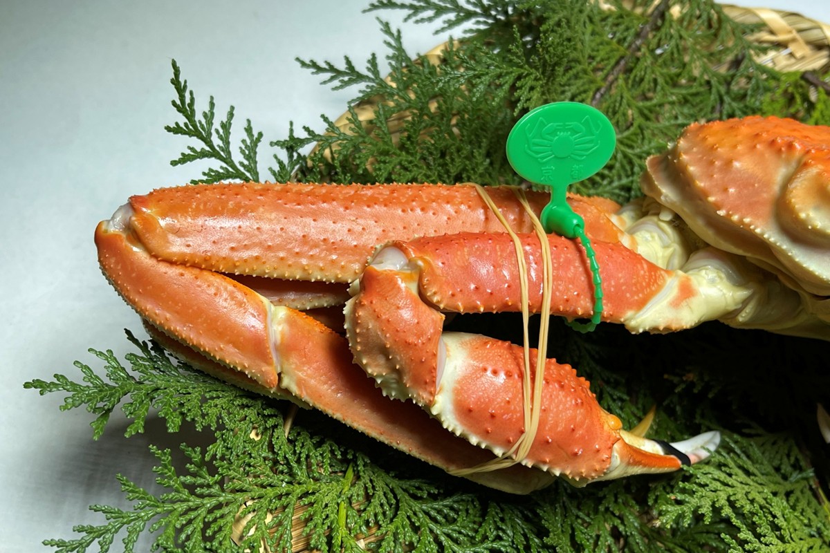 間人漁港仲買人の丸友鮮魚三代目・自慢の間人ガニ≪茹で≫[1匹  900~1kg]　MG00009