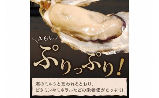 京都・久美浜産　殻付き牡蠣　2kg（20個前後）【加熱用】牡蠣ナイフ付　MN00064