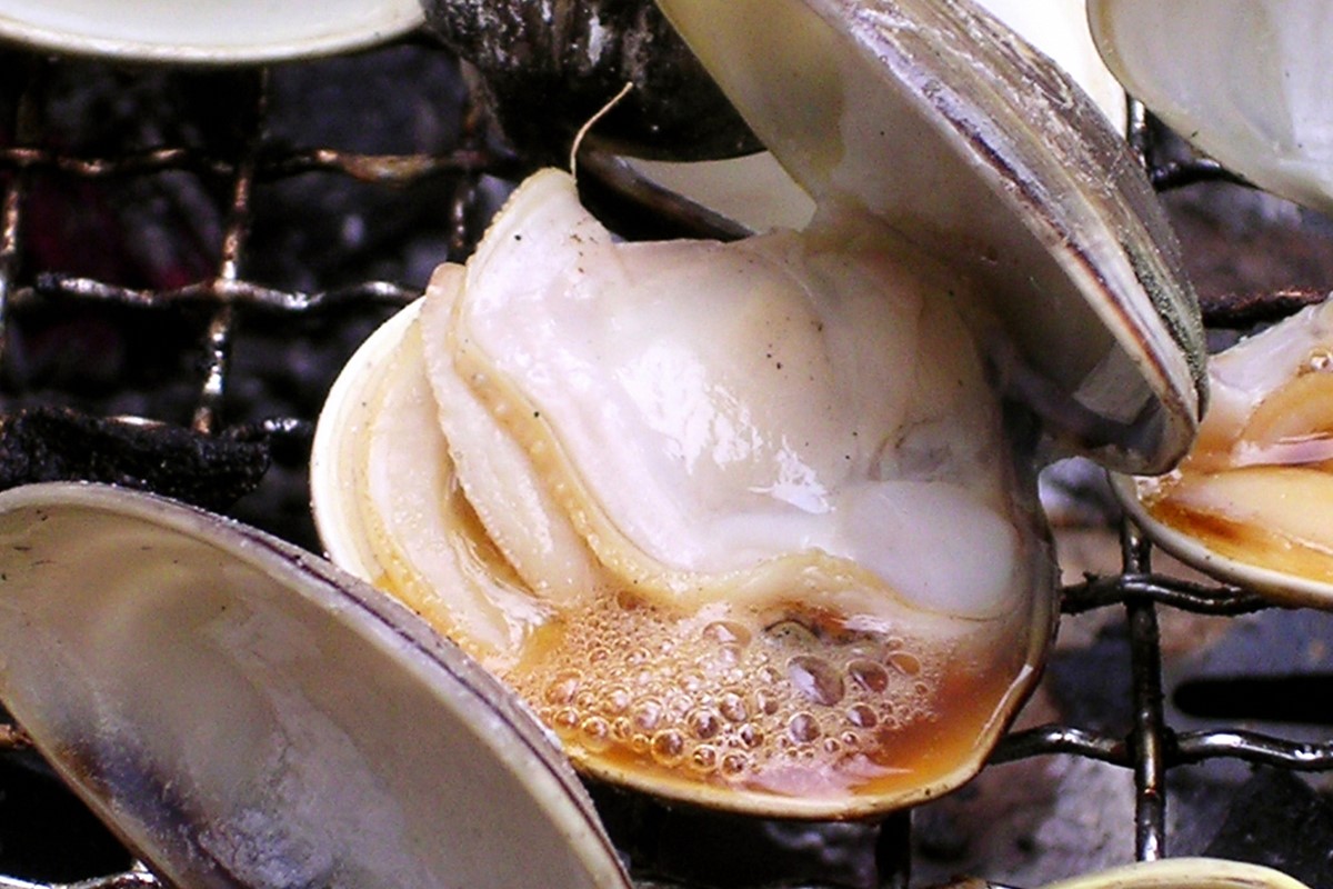 畜養活はまぐり 1kg　MN00036