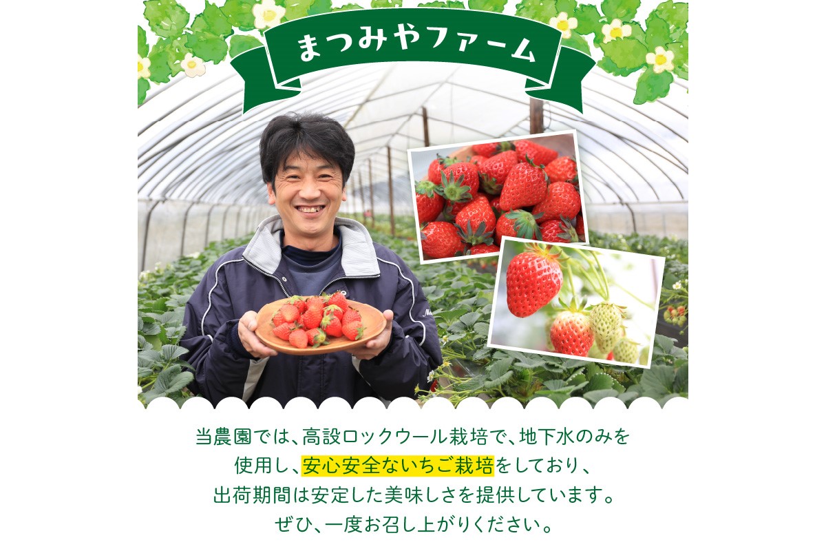 【先行予約／数量限定200】【特選】京都・まつみやファームの大粒いちご（あきひめイチゴ）15～20粒（2026年2月上旬～発送）　MY00009