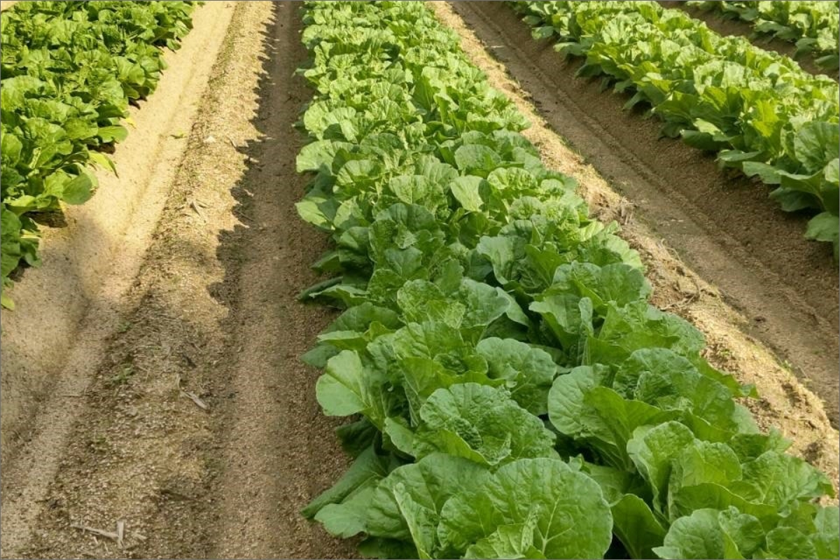 【先行予約】京都・まつみやファームの京都の野菜秋冬セット（5品）（2025年11月上旬〜発送）　MY00002