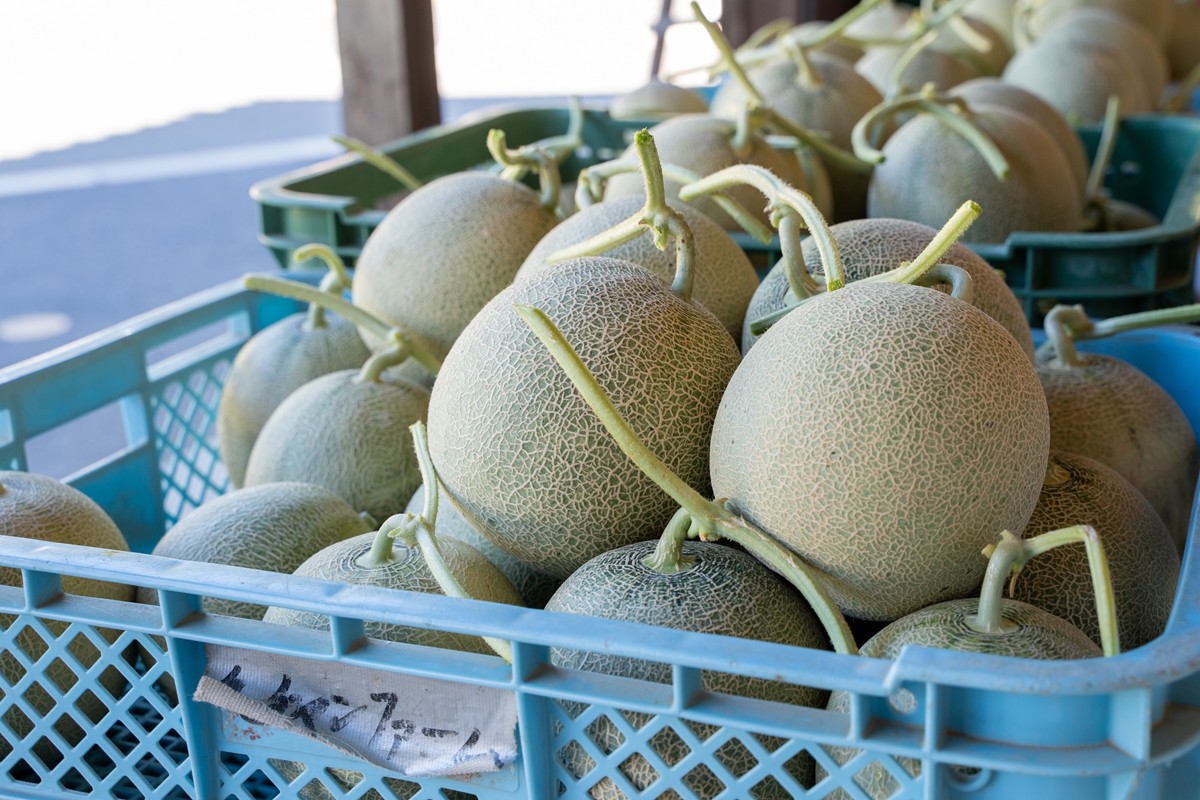 【先行予約】野木源の源喜メロン 2玉入り（2026年7月下旬～発送）　NO00017