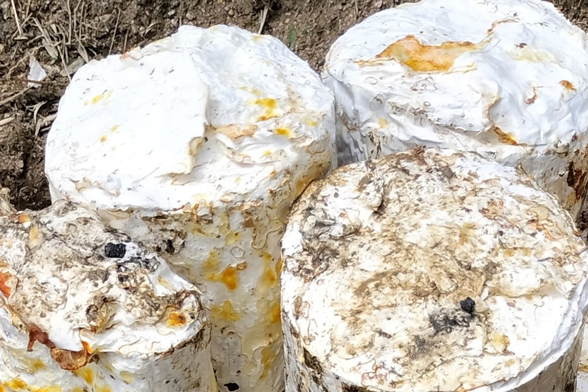 京丹後市産　原木マイタケほだ木　派生品セット(3袋)　NU00003