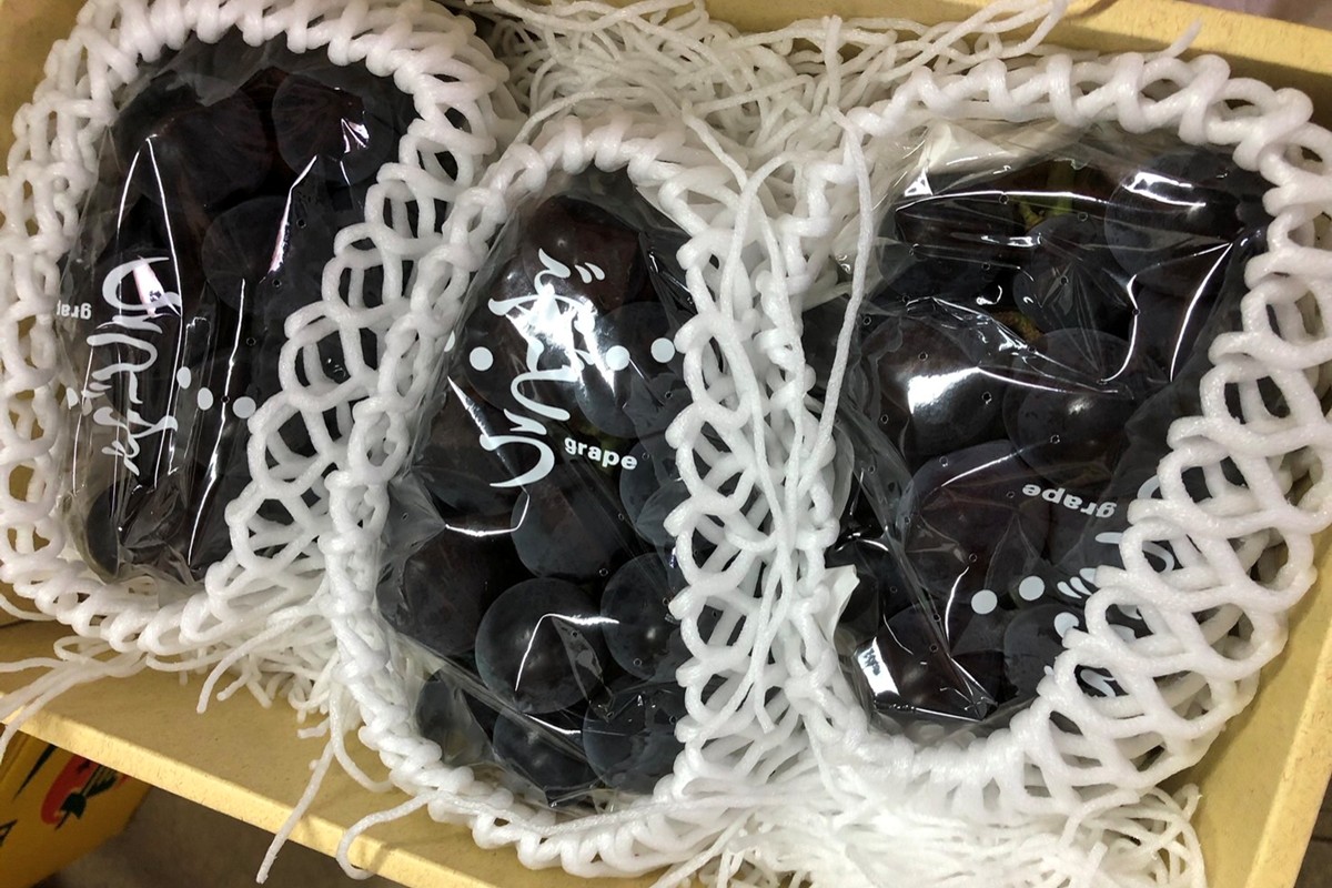 【先行予約】黒ぶどう詰め合わせ（1.5kg以上／3～4房）（2026年8月上旬～発送）　SF00035