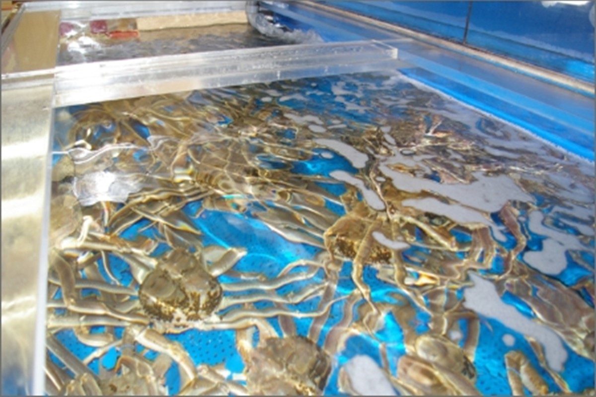 日本海産 ブランド蟹　茹で松葉蟹 【訳あり】大サイズ　matubakani900　SS00081