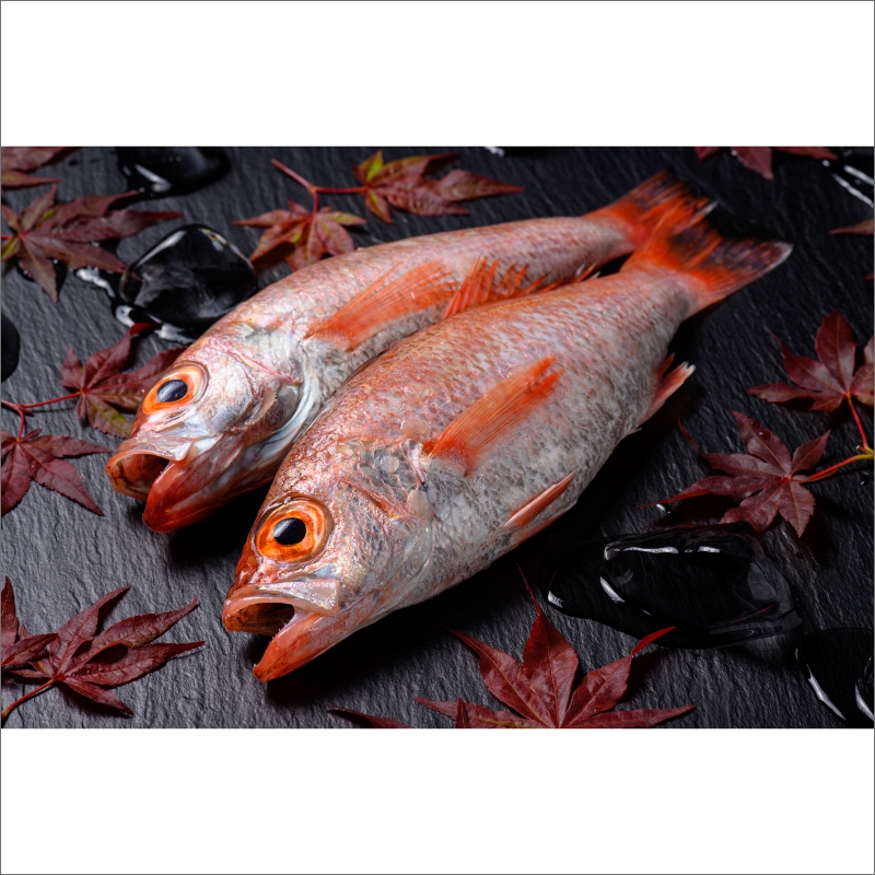 【海鮮の匠　魚政】のどぐろ一夜干し（ノドグロ、のど黒、アカムツ）200g級使用 干し上がり後 140g以上 3尾セット　UO01080