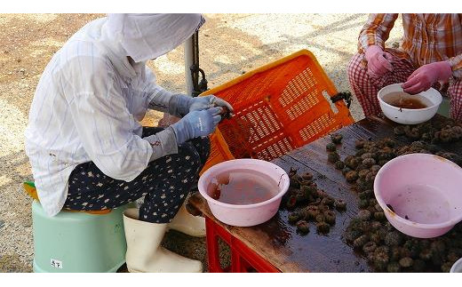 日本三大珍味の一つ！ 塩雲丹（汐うに）50g 2本セット　海鮮 魚介 魚介類 うに ウニ 珍味 冷凍 送料無料　UO01016