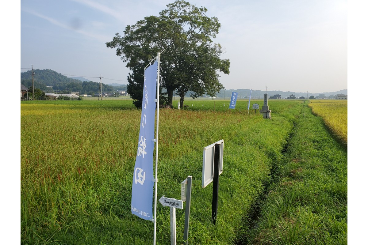 2025年産 京丹後産稲作発祥の地コシヒカリ特別栽培米 月の輪田米 精米5kg（天日干し）　WK00002