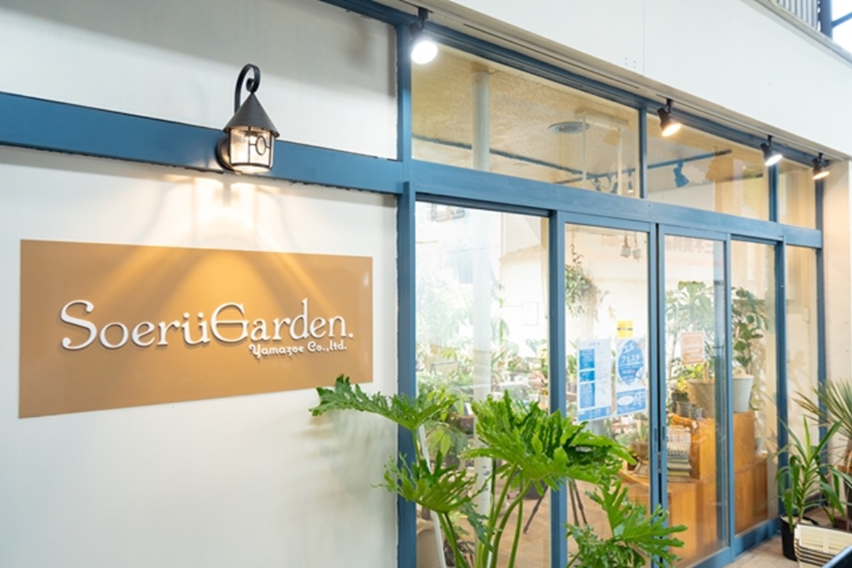 【植物をもっと身近に】京都・京丹後の専門店が厳選！観葉植物5点セット｜癒しと彩りのグリーン便　YE00003