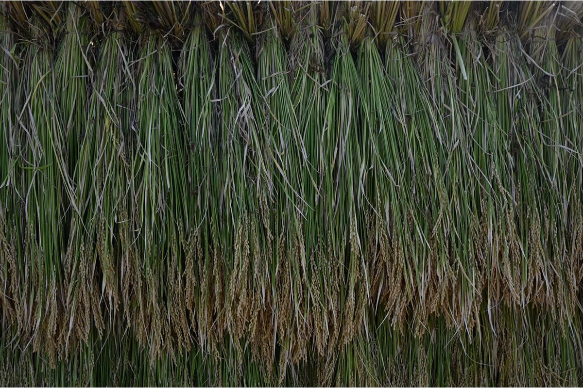 令和7年産　日本晴（玄米）2kg 米 玄米 2kg ふるさと納税 京都 丹後 数量限定　YF00011