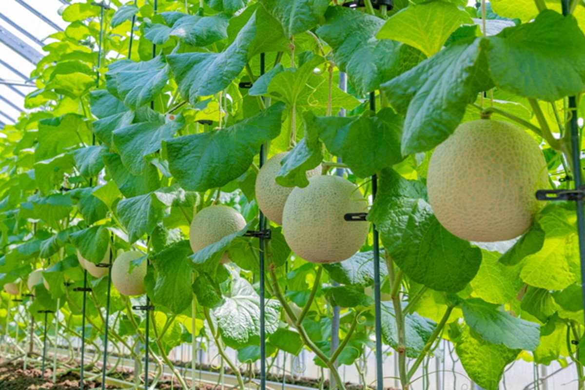 【先行予約】みんな大好き甘～ぃ！京丹後砂丘めろん！ 3玉（2026年7月下旬～発送）　YK00531