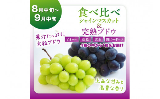 【先行予約／フルーツ定期便4回】旬の果物厳選！京丹後フルーツ王国満足セット（完熟イチゴ・メロン・完熟ブドウ＆シャインマスカット食べ比べ・二十世紀梨）（2026年2月中旬～発送）　YK00516