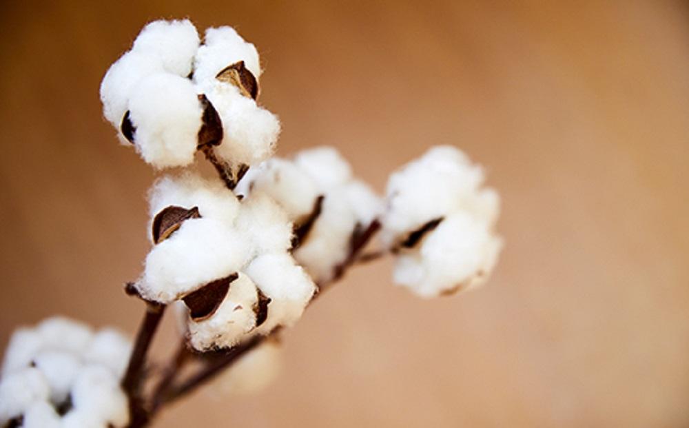 天然繊維　手作り　オーガニックコットン　肌掛布団【セミダブル】　HT00077