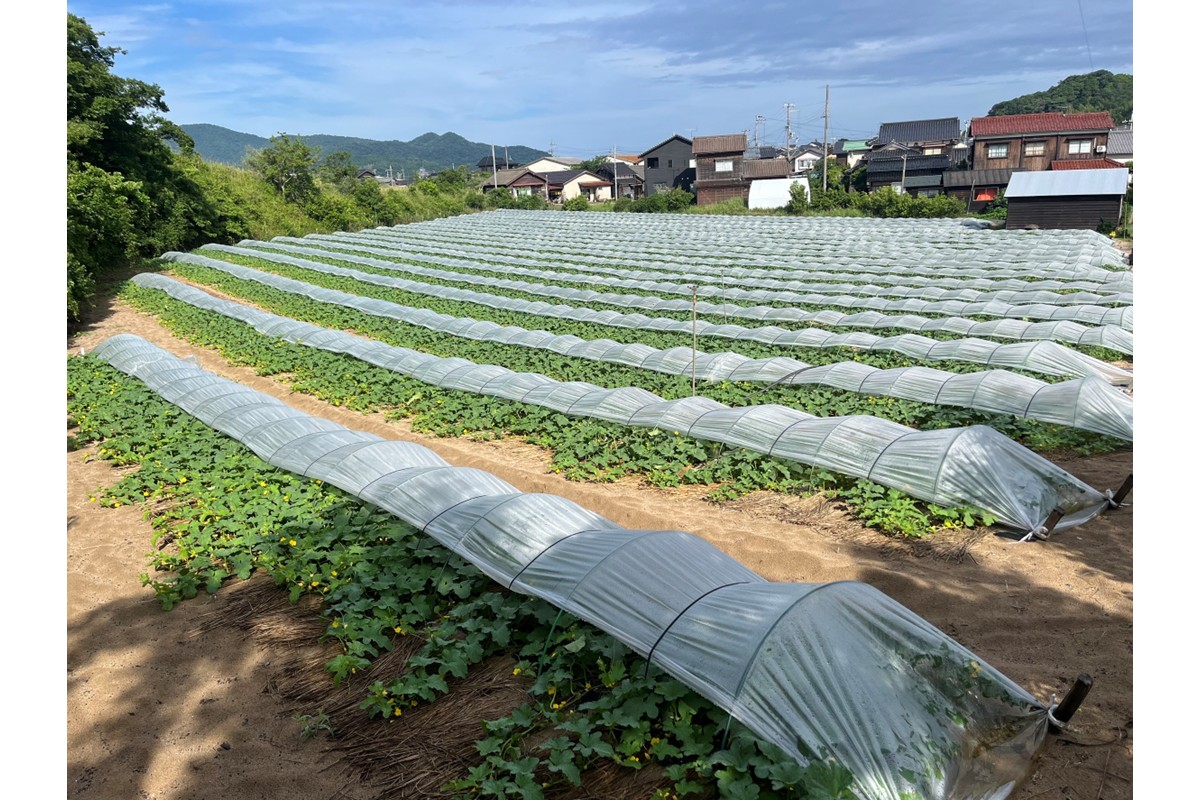 【先行予約】幻のメロン 新芳露 1玉（2026年7月下旬～発送）　BF00003