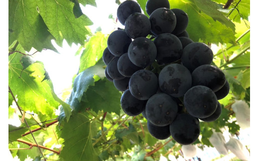 【先行予約】ぶどう白・黒詰め合わせ2〜3種（1.4kg以上）（2026年8月上旬～発送）　SF00037