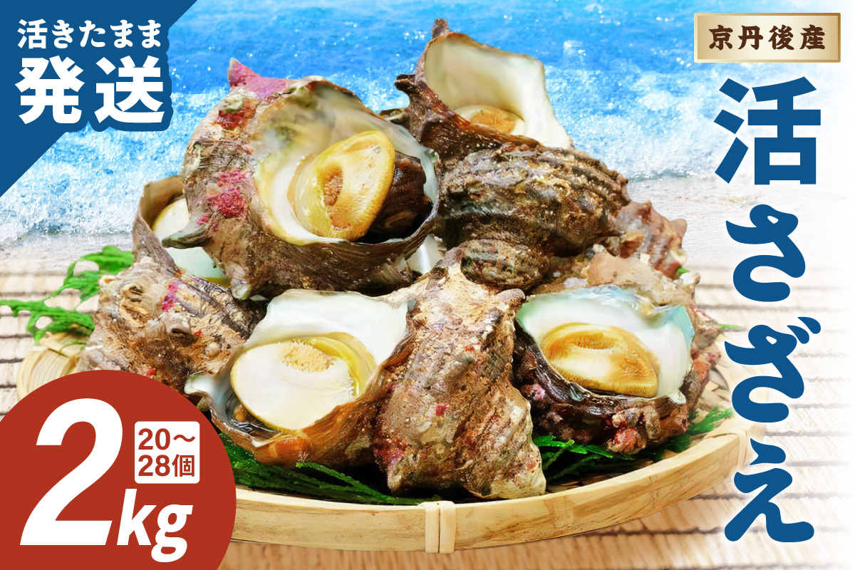 最高鮮度の生きたまま発送！日本海荒波育ち京丹後産さざえ2kg/北畿水産　HK00271