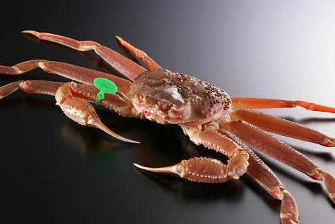 かに卸し問屋がお届け・浜競り厳選！幻の活間人ガニ 700ｇ～800ｇ 中大サイズ（1月～3月発送）／北畿水産　HK00228