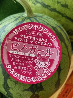 【先行予約】今話題の小玉スイカピノガール 1玉（1.5kg以上）（2026年7月上旬～発送）　BF00008
