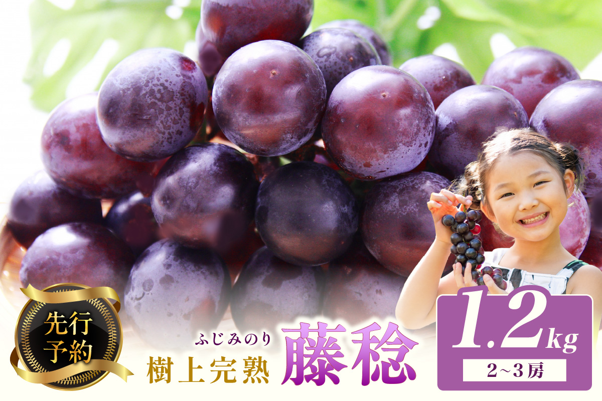 【先行予約】樹上完熟藤稔 1.2kg（2～3房入り）（2026年8月中旬～発送）　BF00013