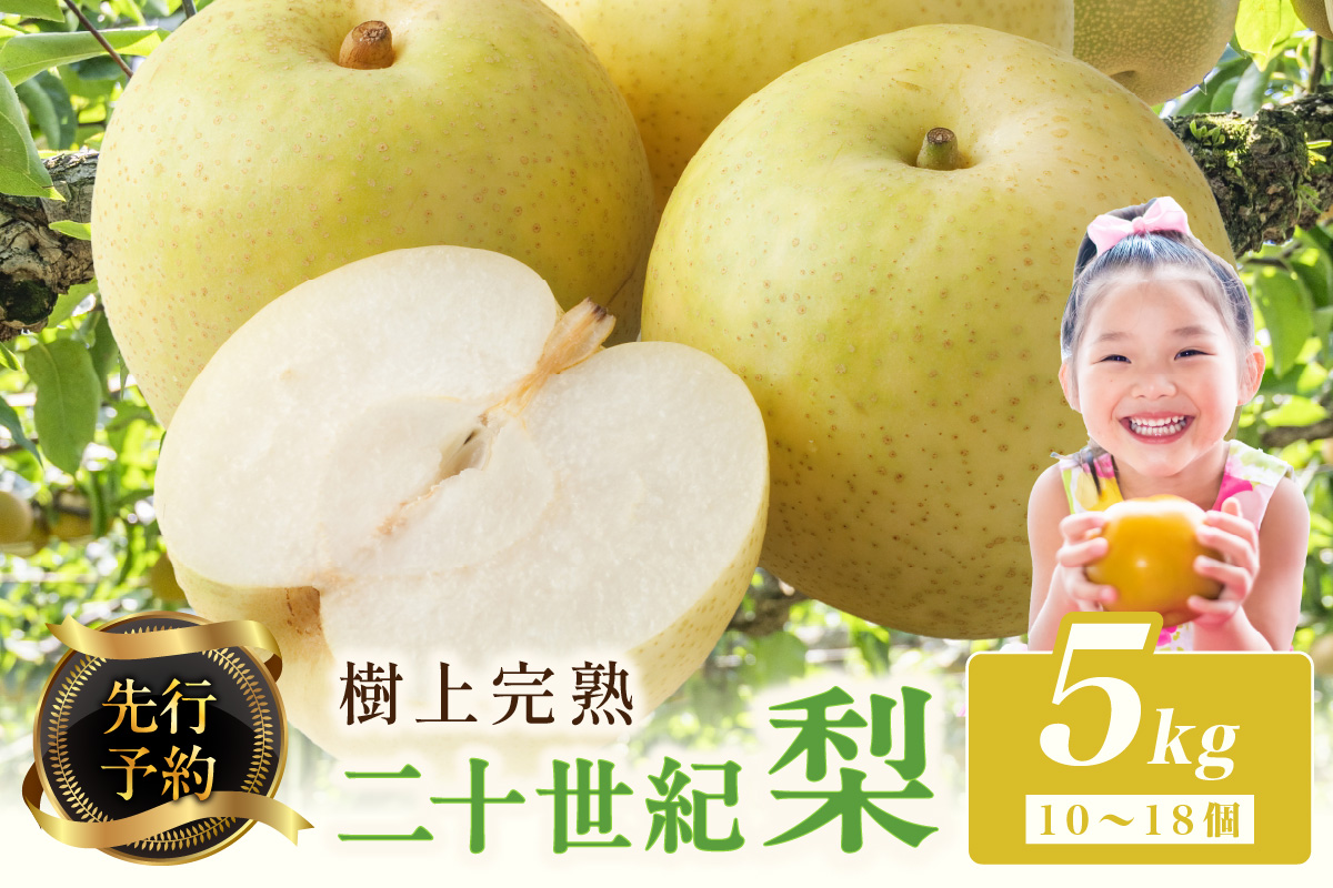 【先行予約】樹上完熟 二十世紀梨 5kg(10～18個)（2026年8月下旬～発送）　BF00002