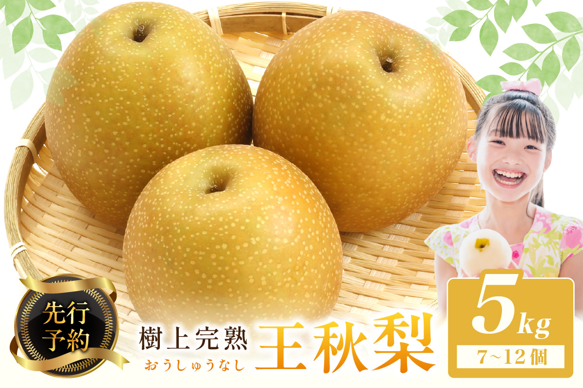 【先行予約】樹上完熟 王秋梨 5kg（7～12個）（2026年12月上旬～発送） 果物 梨 和梨 王秋 国産 5kg 先行予約 期間限定 ふるさと納税 フルーツ ふるさと納税 なし ふるさと納税 梨 農家直送 果樹園直送 生産者応援 農家応援 送料無料　BF00019