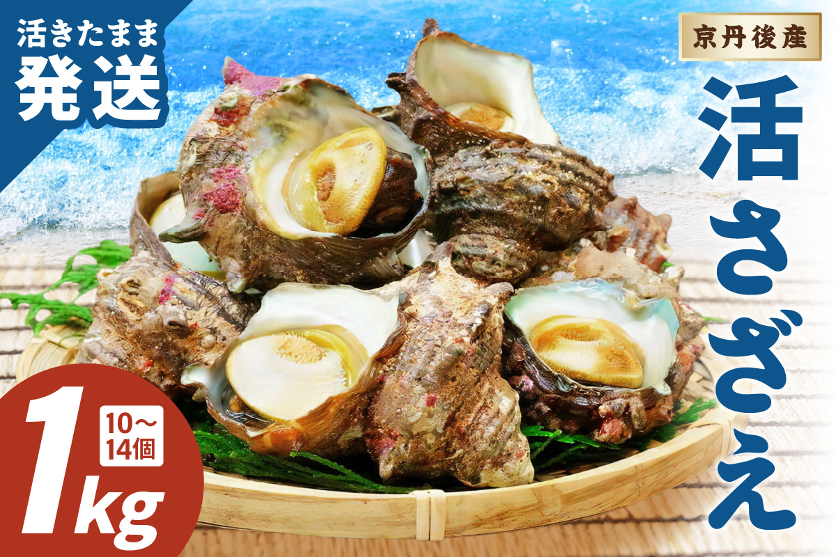 【北畿水産　活きたまま発送】京丹後産さざえ1kg（10個から14個）　HK00270