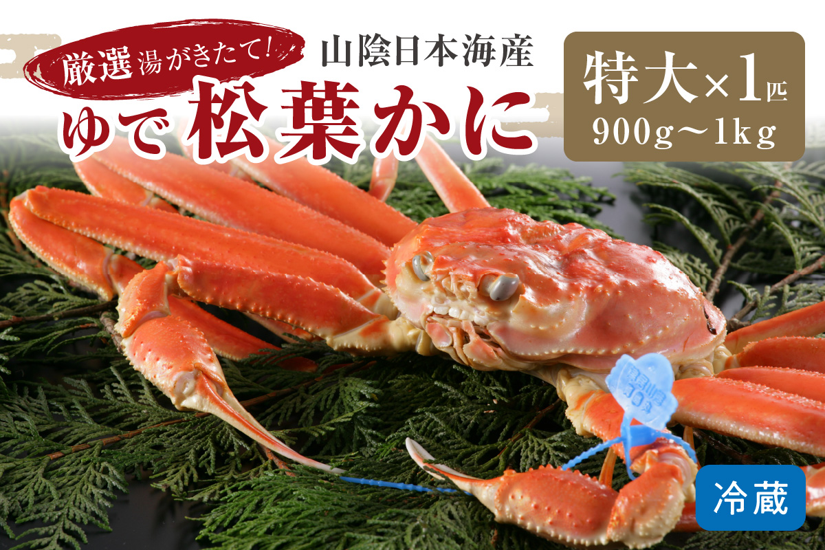 かに卸問屋がお届け・自社釜ゆで！山陰沖ゆで松葉がに 900ｇ～1ｋｇ 特大サイズ（1月～3月発送）／北畿水産　HK00242
