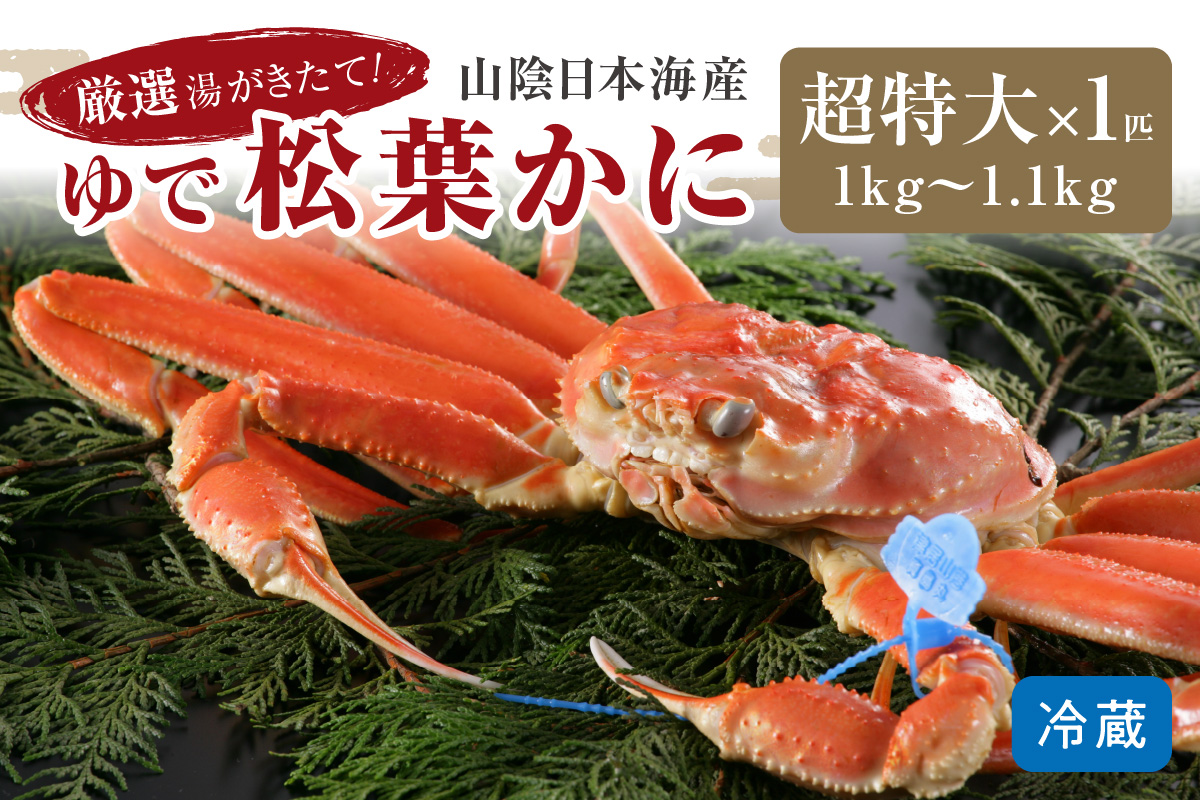 かに卸問屋がお届け・自社釜ゆで！山陰沖ゆで松葉がに 1ｋｇ～1.1ｋｇ 超特大サイズ（1月～3月発送）／北畿水産　HK00243