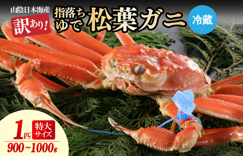 【訳あり！指落ち松葉がに】山陰沖ゆで松葉がに 900ｇ～1ｋｇ 特大サイズ（1月～3月発送）／北畿水産　HK00254