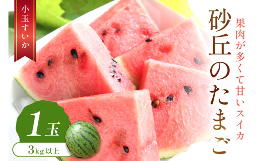 【先行予約／数量限定100】砂丘のたまご（小玉スイカ） 1玉（2026年6月中旬～発送）　JK00032