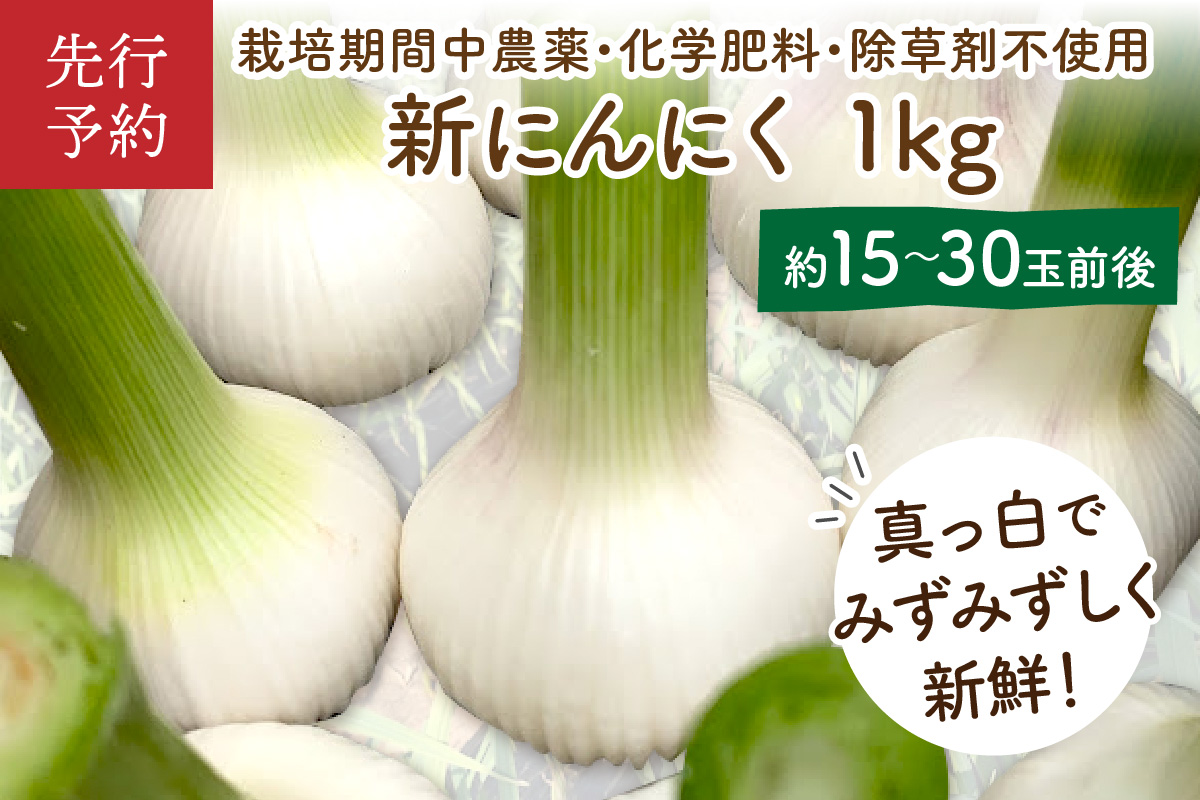 【先行予約／数量限定40】新にんにく1kg（15玉～30玉前後） にんにくコンフィレシピ付き（栽培期間中農薬・化学肥料・除草剤不使用）（2026年6月上旬～発送）　KU00068